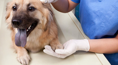 Sterilizzazione gratuita dei cani di proprietà
