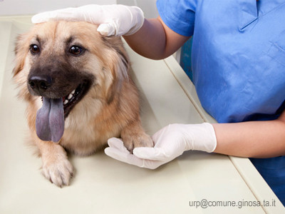 Sterilizzazione gratuita dei cani di proprietà
